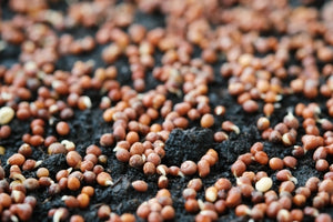 Broccoli Sprouting Seeds Organic