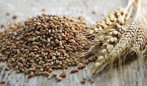 Triticale Whole Kernel